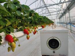 Dispositif génodique en tunnel de fraisiers